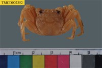 藏品(美麗斜紋蟹)的圖片